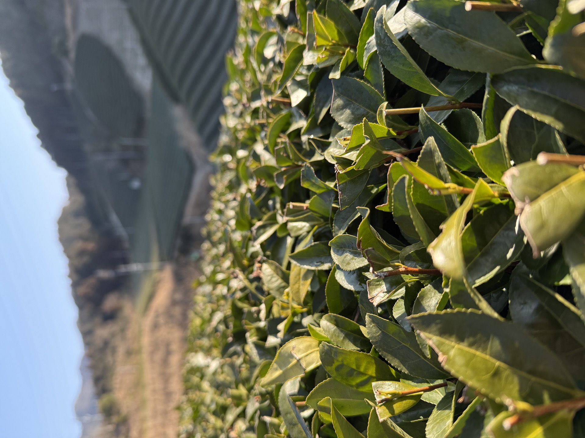 Plantación de té japonés