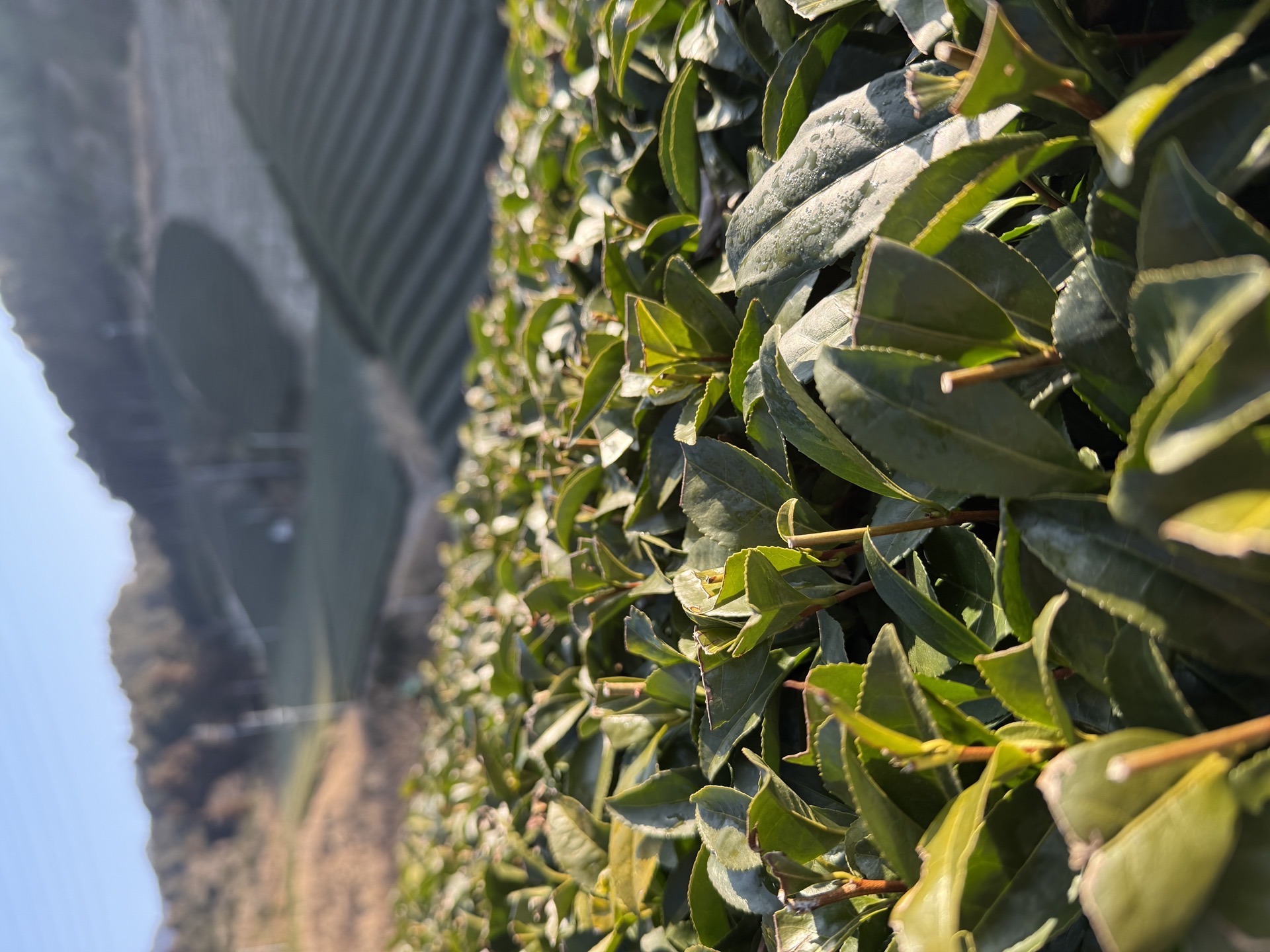 Filas de plantas de té