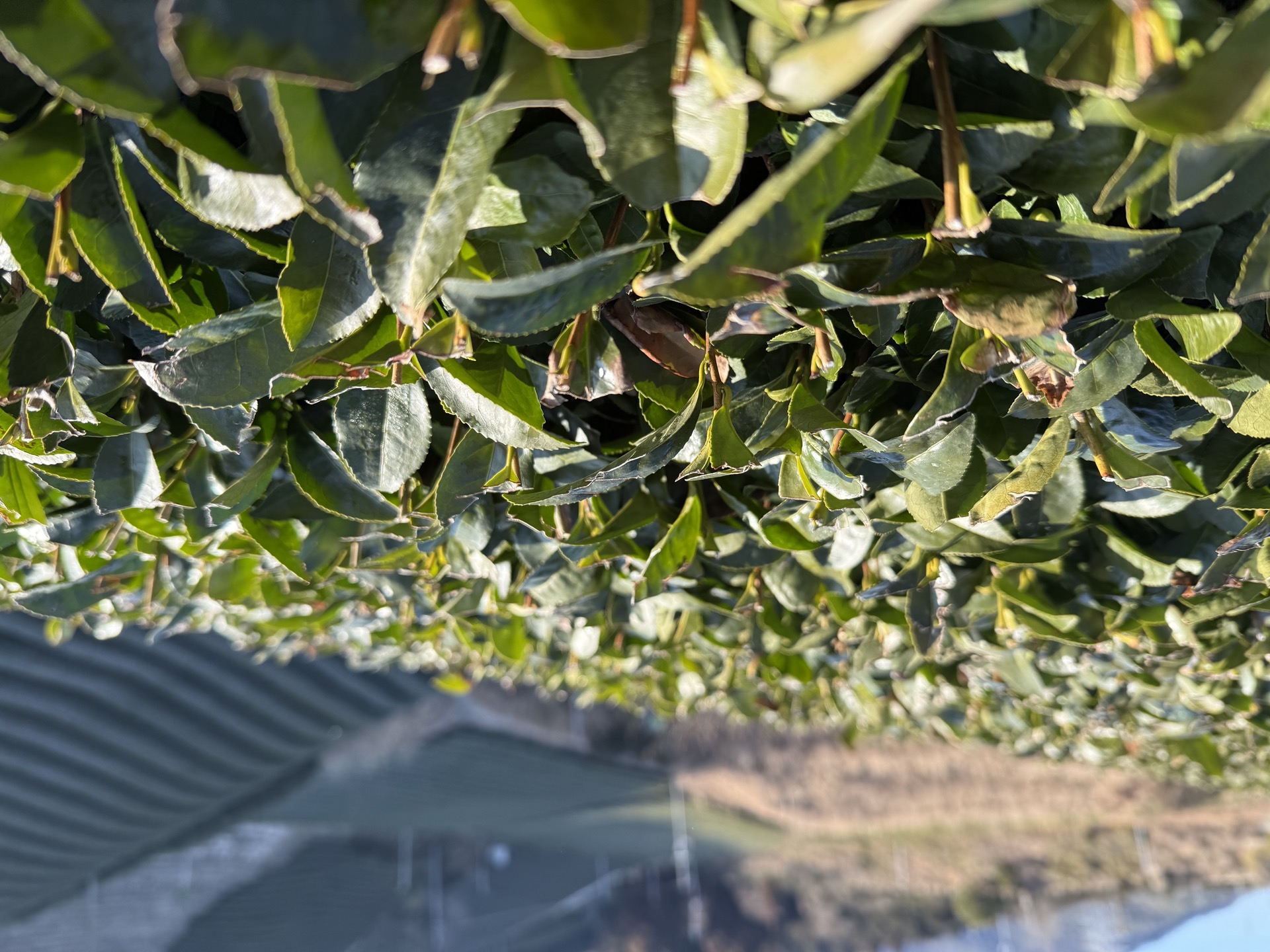 Vista bajo los arbustos de té