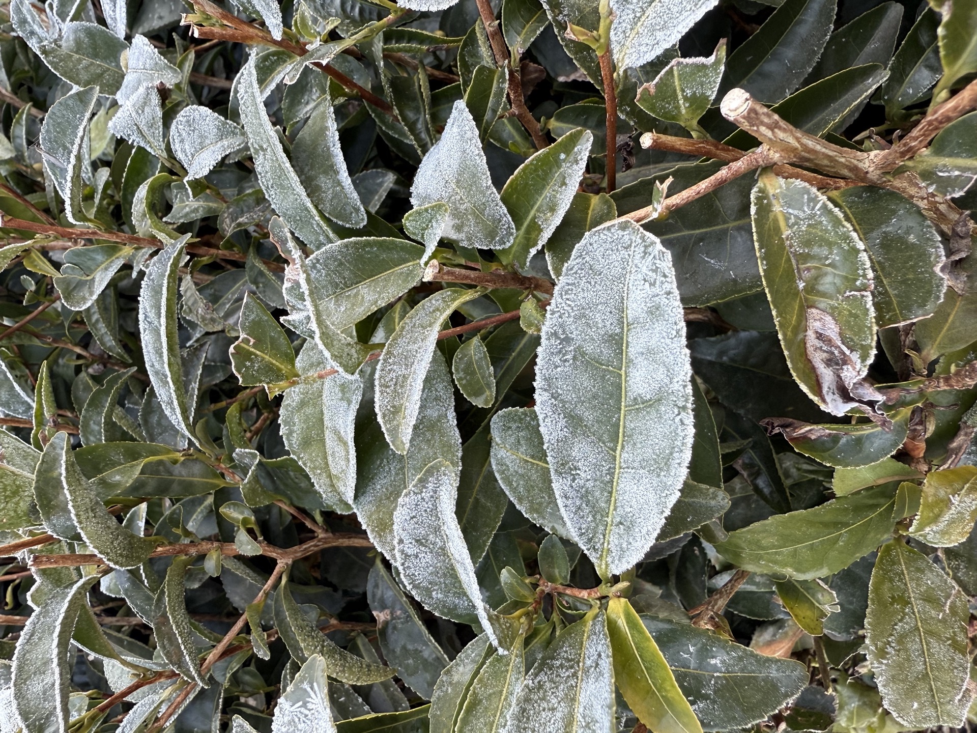 Hojas de té con escarcha