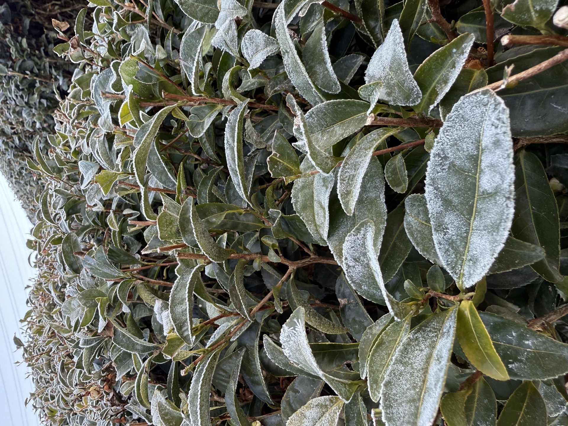 Té cubierto de polvo de matcha