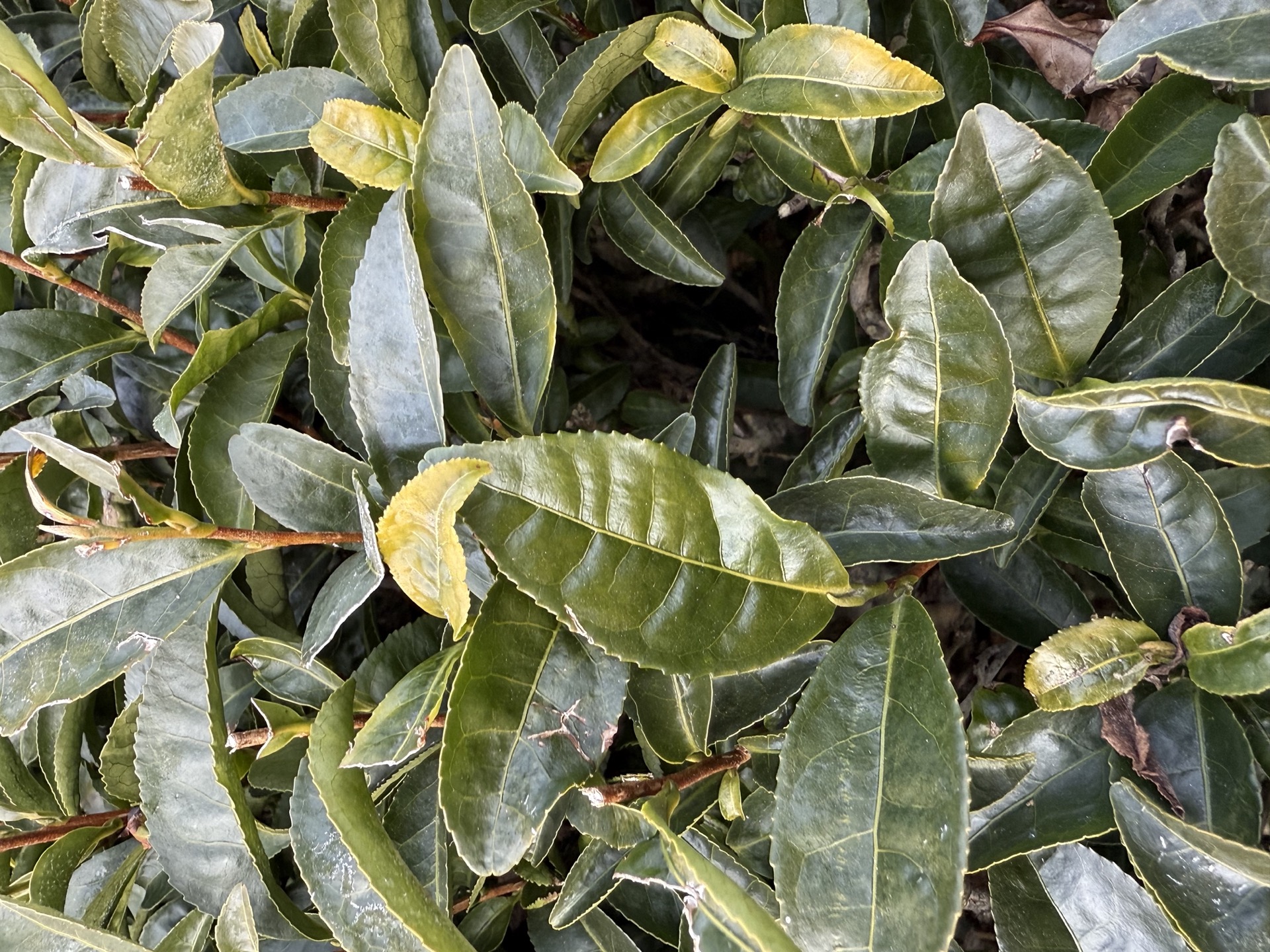 Hojas de matcha de cerca