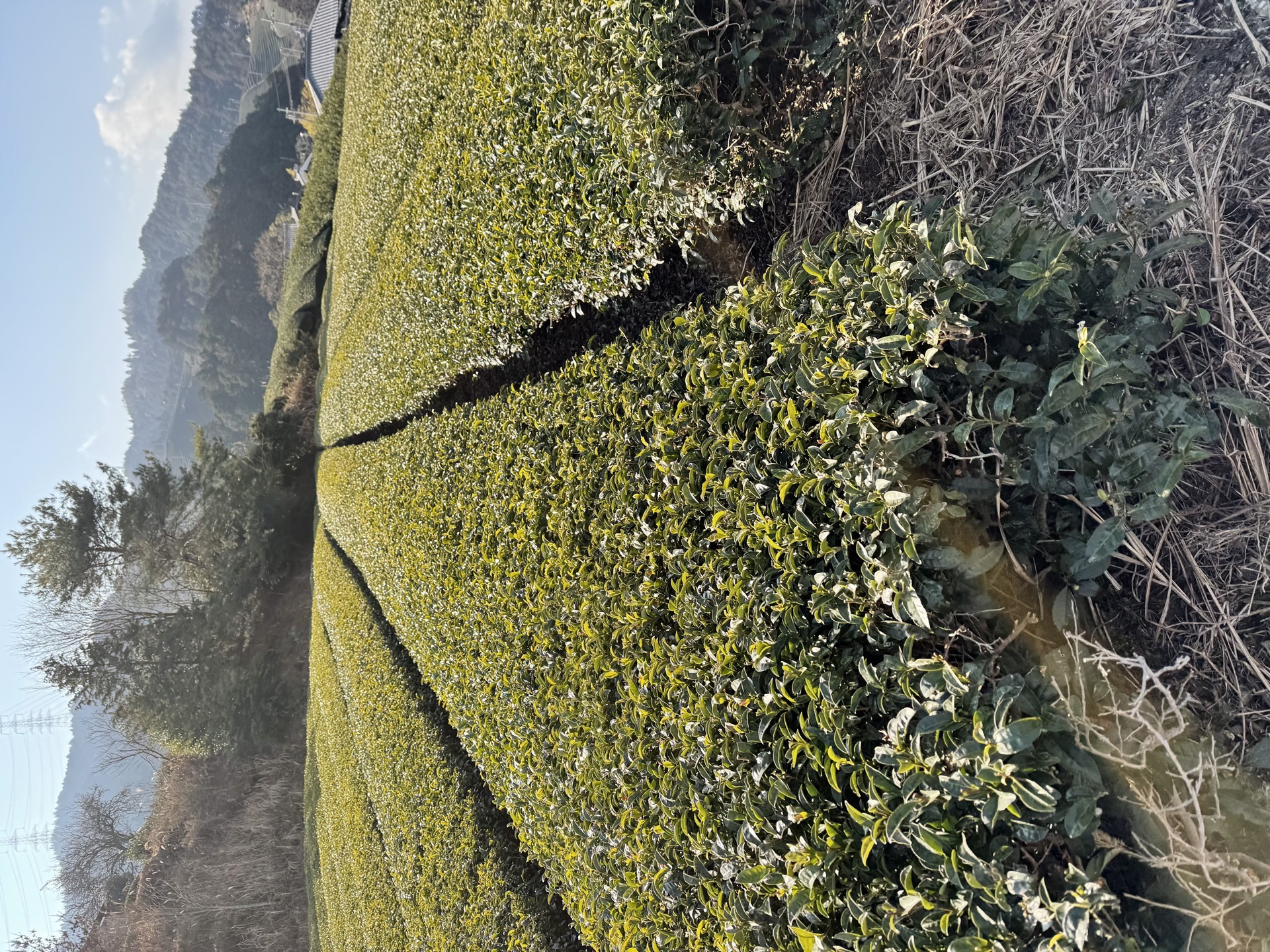 Plantación de té en Japón